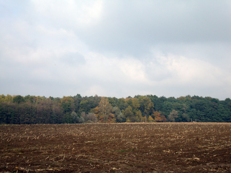 Herbstwald