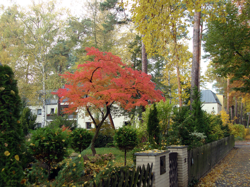 Herbstwald