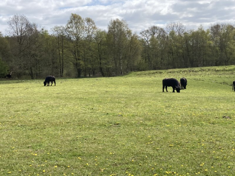 Weiter