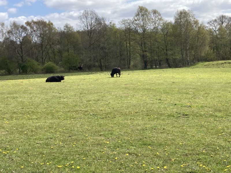 Weiter